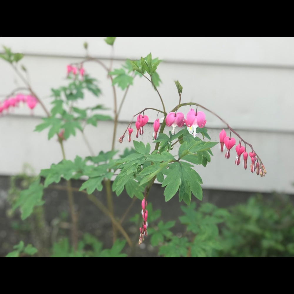 Meet your Posher, Shopee101